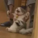 waffypancake