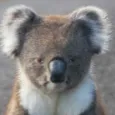 _lostkoala