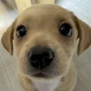 dumbpuppy19