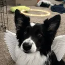 c0met.999