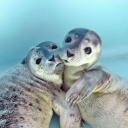 avatar ♡ SealyMidnight ♥