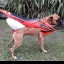 franky_2004_