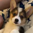 cygoat. avatar