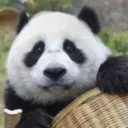 panda.0125