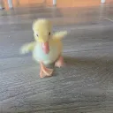 resqekt