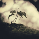 avatar 𝓚𝓱𝓸́𝓲