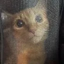 raptorgetta777 avatar