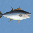 avatar Liedkomponist