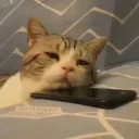 patcha3205