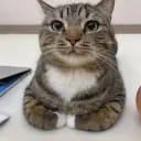 circomcisedforehead74 avatar