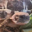 datgalcas