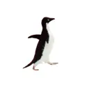 pixelpenguin2021