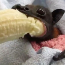 avatar Bat Connoisseur