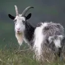 santorionitonyo avatar