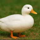 duck45_vr