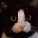 fekmi