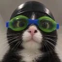 harmlesscat