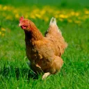 ilikechicken1