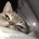 shxd0w3516