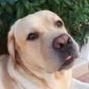 ryesment
