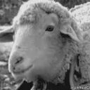 sheepsushis's Avatar