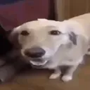dogzomit