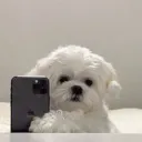 panda_696969