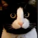 thatonecatguy9772