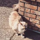 leoisawesome63