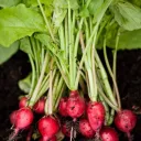 horror_radish
