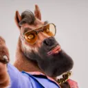 ultragatofino