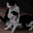 avatar ꧁𓆩C̷͖̽a̷̘͘k̶̩͑ē̴͚𓆪꧂