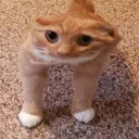 aolko