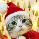 avatar ⛨ Hoplon El Can ⚔