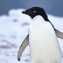 fy_x