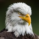 gryfxz