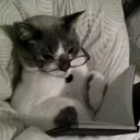 neapdev