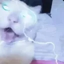 oszu.