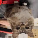 hooman5511