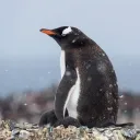 thibop