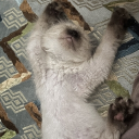 avatar lg asiL