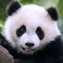 pandaaa__11