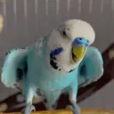 morminnosveahmedcan