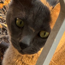 avatar andrija
