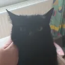 black_loaf_dev