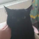 black_loaf_dev