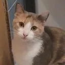 foxxycsenge