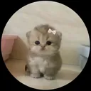 scherealeowo