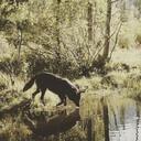 wilderness.scavengers