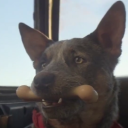 svarzen member profile picture